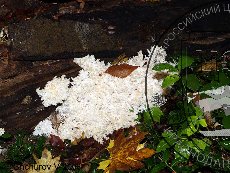 Ежовик коралловый 001